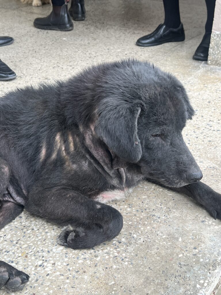 Dog with hair loss and scabs caused by mange infection.
