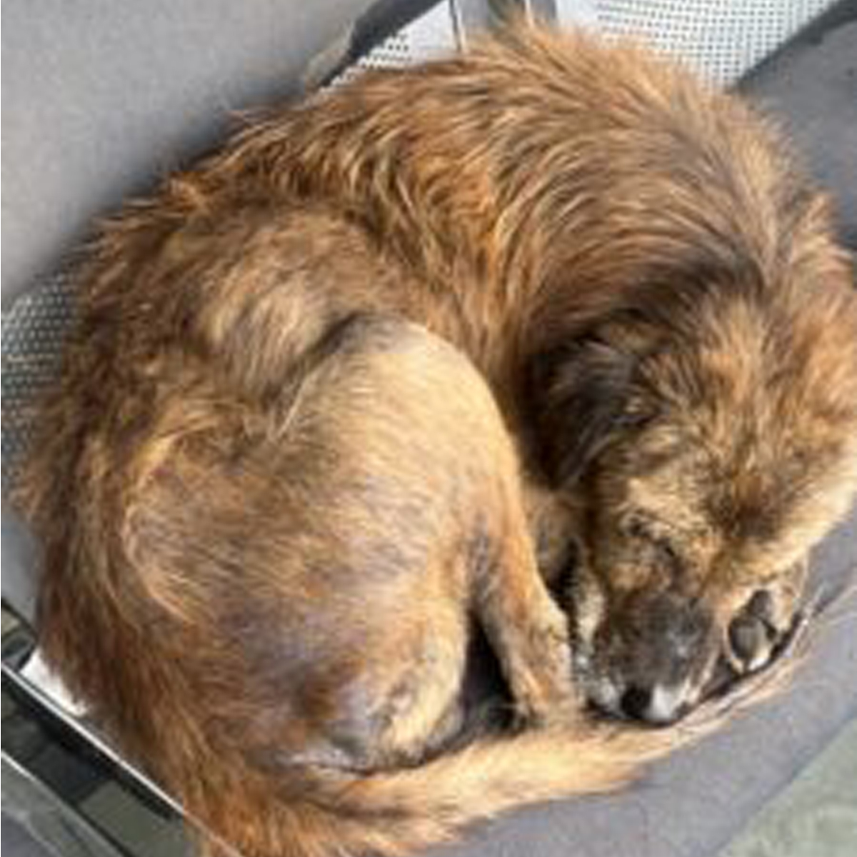 Dog infected with Mange