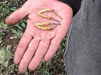 A collector holds harvested cordyceps in their hand in Bhutan.