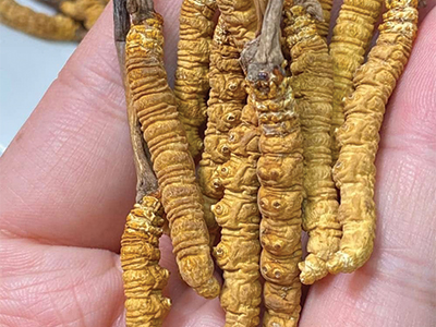 Cordyceps fungus held in a hand